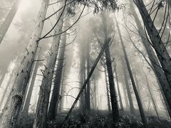 -武陵山森林公园