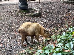 -上海野生动物园