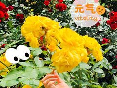 -东湖落雁景区