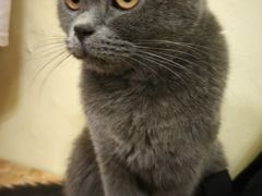 -猫色咖啡·猫咖
