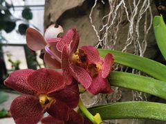 -北京植物园-展览温室