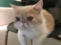 -飞行喵MR PILOT|猫舍·猫咖(静安大融城店)