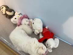 -喵宠乐园·撸猫互动·猫舍