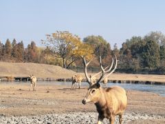 -溱湖国家湿地公园