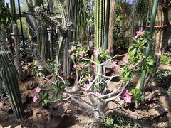 -北京植物园-展览温室