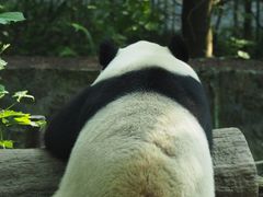 -都江堰中华大熊猫苑