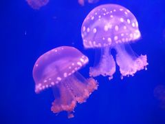 -多彩贵州城极地海洋世界