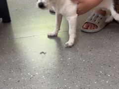 -瑞派伍一宠物医院·眼科·骨科·猫科转诊中心(马王堆院)