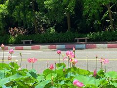 -广州莲花山旅游区