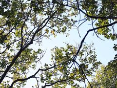 -上海佘山国家森林公园天马山园