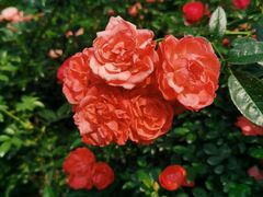 -人民公园(罗湖区)