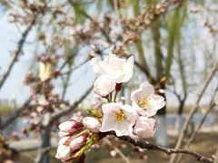 -长白岛森林公园