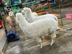 -上海大自然野生昆虫馆(东方明珠·爬宠昆虫探索中心)