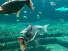 -珠海长隆海洋王国