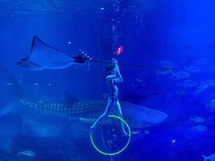 -烟台海昌鲸鲨海洋公园