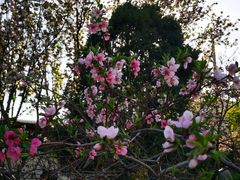 -桃花堤公园