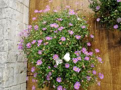 -金谷域澳洲庄园