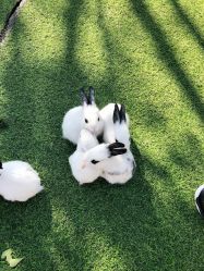 -萌宠亲子动物乐园(槐房万达店)