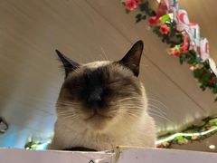-猫小院猫主题咖啡厅(北锣店)