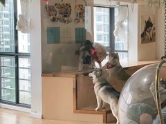 -Husky Go! 哈士奇体验馆·宠物咖啡厅狗咖