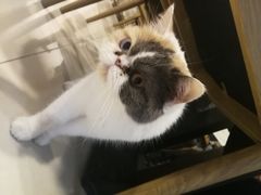 -平行世界·猫咖(首经贸店)