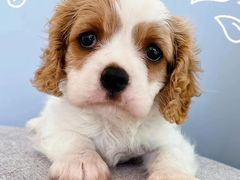 -萌宠之家·腊肠犬·马尔泰·小体犬舍