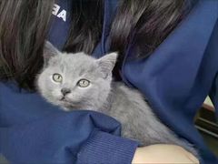 -客栈猫舍(中央北路店)