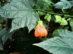 -北京植物园-展览温室