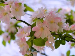 -桃花堤公园