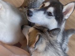 -Husky Go! 哈士奇体验馆·宠物咖啡厅狗咖