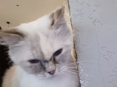 -喵喵咪呀布偶猫咖(春熙路店)