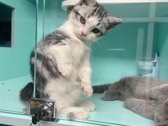 -猫宠乐园·专业洗护
