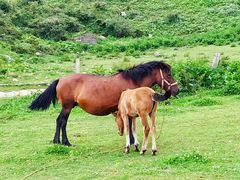 -齐岳山