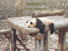 -都江堰中华大熊猫苑