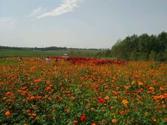 -北纬44度·金珠花海休闲农业旅游景区