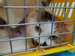 -纳吉亚猫专科动物诊疗中心(蒋宅口分院)