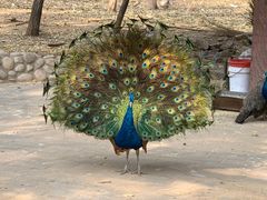 -石家庄市动物园