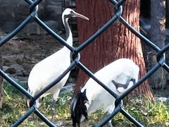 丹顶鹤-石家庄市动物园