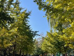 -长白岛森林公园