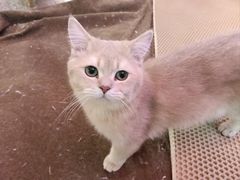 -大型宠物商超·宠海王国·宠物猫狗活体·用品·美容(新世界百货重庆店)