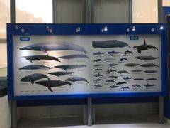 -上海海洋大学鱼文化博物馆(军工路校区)