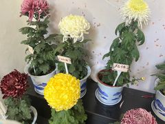-杭州植物园