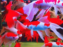 -中环花鸟鱼虫市场