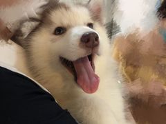 -Husky Go! 哈士奇体验馆·宠物咖啡厅狗咖