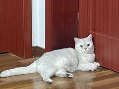 -瑞鹏宠物医院犬猫全科(真大分院)