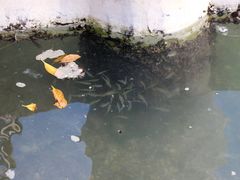 水里的鱼-白鹭洲公园