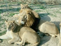 -北京野生动物园