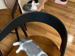 -喵屋coffee