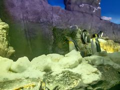 -大阪海游馆