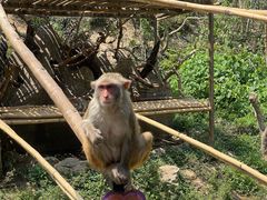 -西双版纳原始森林公园